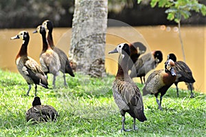 Beautiful Dendrocygna viduata birds in the grass