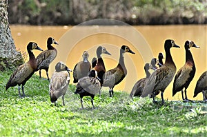 Beautiful Dendrocygna viduata ducks together