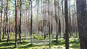 Beautiful dense coniferous forest on a sunny day, beautiful forest landscape