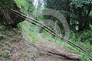 Beautiful dense forest view of Parvati valley, Himachal Pradesh