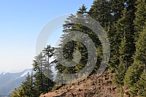 Beautiful deodar tree forest hill in Barot, Mandi, Himachal Pradesh, India