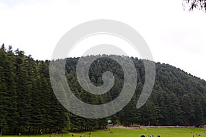 Beautiful deodar tree forest hill in Khajjair, Himachal Pradesh, India.