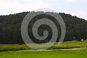 Beautiful deodar tree forest hill in Khajjair, Himachal Pradesh, India