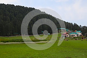 Beautiful deodar tree forest hill in Khajjair, Himachal Pradesh, India