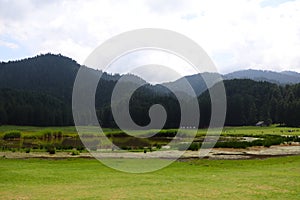 Beautiful deodar tree forest hill in Khajjair, Himachal Pradesh, India.