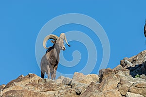 Beautiful Desert Bighorn Sheep Ram