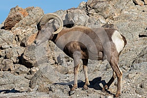 Beautiful Desert Bighorn Sheep Ram