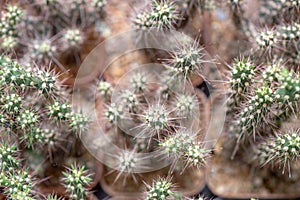 Beautiful  desert cactus flower closeup
