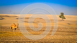 A beautiful desert with a camel and lonely tree in UAE, hatta, madaam photo