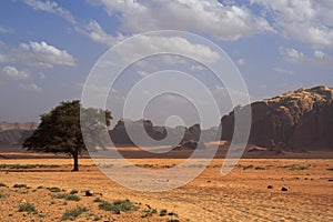 Beautiful desert landscape with solitary tree