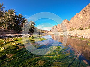 Beautiful Desert oasis landscape in Oasis De Fint near Ourzazate in Morocco, North Africa