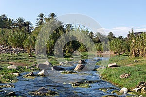 Beautiful Desert oasis landscape in Oasis De Fint near Ourzazate in Morocco, North Africa