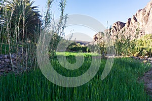 Beautiful Desert oasis landscape in Oasis De Fint near Ourzazate in Morocco, North Africa