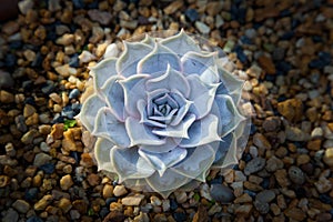 Beautiful desert plant inside Singapore botanical garden