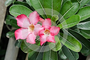 Beautiful Desert rose flower in the garden with blurry green leaf in the background, Mock azalea flowers