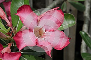 Beautiful Desert rose flower in the garden with blurry green leaf in the background, Mock azalea flowers