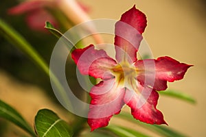 Beautiful Desert rose flower in the garden with blurry green leaf in the background, Mock azalea flowers