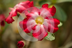 Beautiful Desert rose flower in the garden with blurry green leaf in the background, Mock azalea flowers