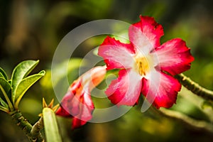 Beautiful Desert rose flower in the garden with blurry green leaf in the background, Mock azalea flowers