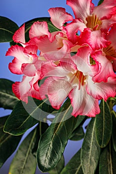 Beautiful Desert rose flower in the garden with blurry green leaf in the background, Mock azalea flowers, Impala lily flower