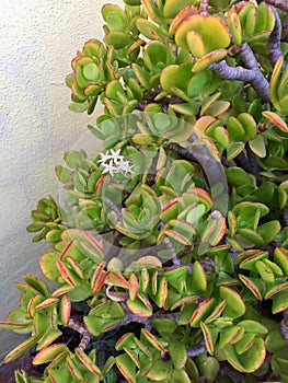 Beautiful desertic flower in garden photo