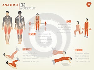 Beautiful design info graphic of abdominal legs workout