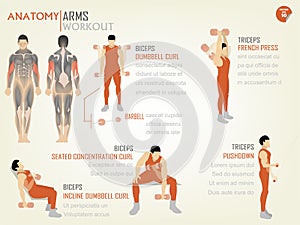 Beautiful design info graphic of arm workoutbiceps