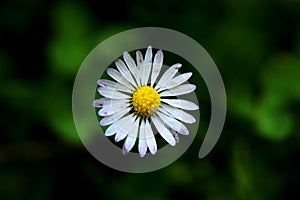 A beautiful detail on bellis perennis in the middle of meadow. White petals with yellow center