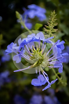 Beautiful detail of blue jasmine