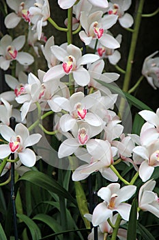 Beautiful detail in breathtaking image of bright pink and white orchids tucked between green leaves