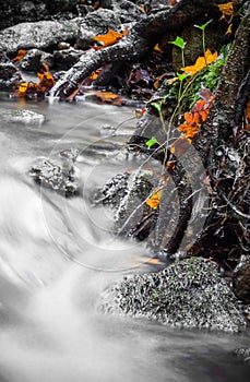 Beautiful detail close up of silky smooth satin soft river flowing in forest fall vivid selective colors
