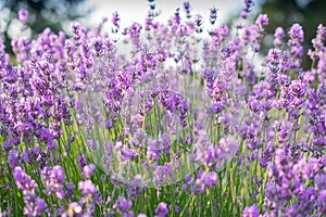 Beautiful detail of a fragrant blooming field of lavender flowers. Can be used for agriculture, perfume, cosmetics SPA, medical