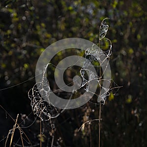 Beautiful detail landscape image of spider`s web in cold dew frosty morning light