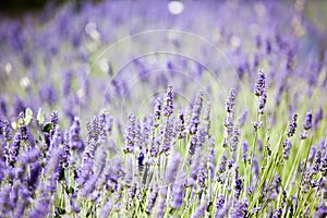 Beautiful detail of a lavender field.