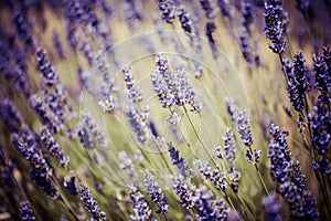 Beautiful detail of a lavender field.