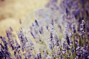 Beautiful detail of a lavender field.