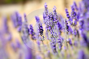 Beautiful detail of a lavender field.