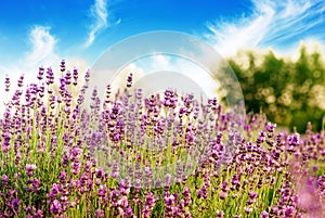 Beautiful detail of a lavender field