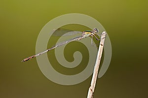 Beautiful detail of Lestes sponsa dragonfly