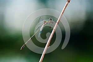 Beautiful detail of Lestes sponsa dragonfly