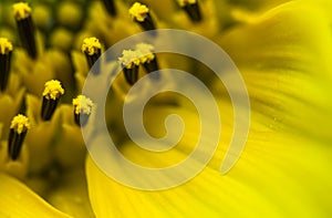 Beautiful detail macro close up of pistils of blooming yellow sunflower with petals, pattern abstract background