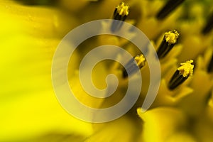 Beautiful detail macro close up of pistils of blooming yellow sunflower with petals, pattern abstract background
