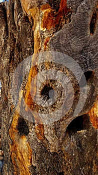 Beautiful detail of an old olive tree