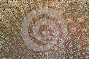 Peafowl feathers, Indian national bird