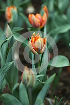 Beautiful Detail Orange Tulips in Garden with Bokeh Green Leafs.