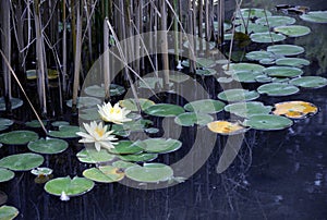 Pond with waterlilies in pest