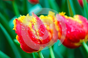 Beautiful detail of red yellow tulip with morning dew drops. In background blurred green leaves and other colorful flowers.