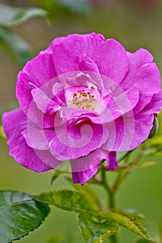 Beautiful rosa rhapsody in blue