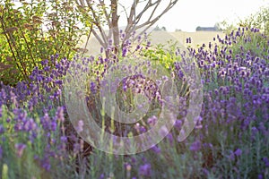 Beautiful detail of scented lavender flowers field