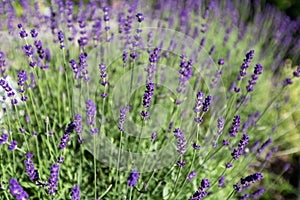 Beautiful detail of scented lavender flowers field.
